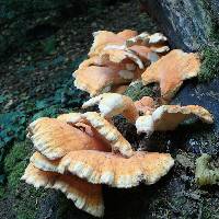 Laetiporus sulphureus image