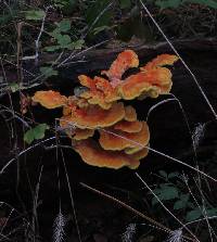 Laetiporus sulphureus image