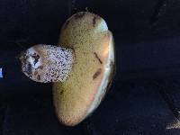 Suillus pungens image