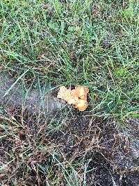 Laetiporus sulphureus image