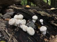 Lycoperdon perlatum image