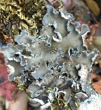 Peltigera collina image