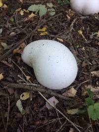 Calvatia gigantea image