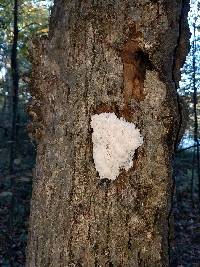 Hericium americanum image