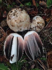 Coprinus comatus image