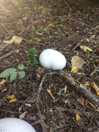 Calvatia gigantea image