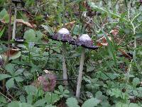 Coprinus comatus image