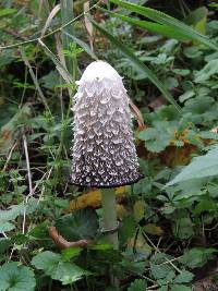 Coprinus comatus image