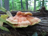 Laetiporus sulphureus image