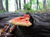 Laetiporus sulphureus image