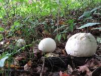 Calvatia gigantea image