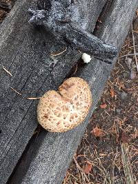 Polyporus squamosus image