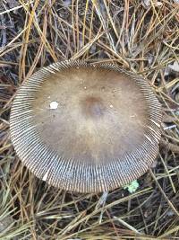 Amanita pachycolea image