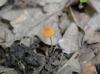 Mycena acicula image