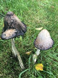 Coprinus comatus image