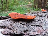 Pycnoporus cinnabarinus image