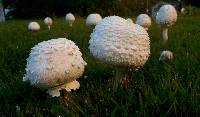 Chlorophyllum molybdites image