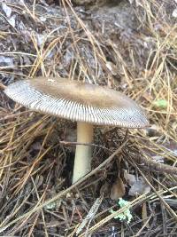 Amanita pachycolea image