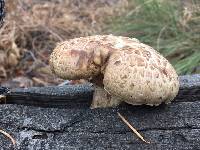 Polyporus squamosus image