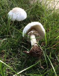 Chlorophyllum molybdites image