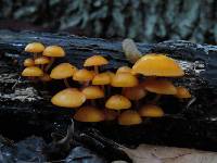 Mycena leaiana image