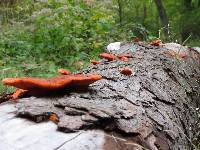 Pycnoporus cinnabarinus image