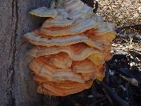 Laetiporus conifericola image