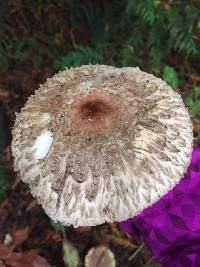 Chlorophyllum olivieri image