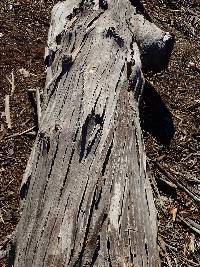 Laetiporus conifericola image