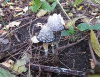 Coprinus comatus image