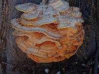 Laetiporus conifericola image