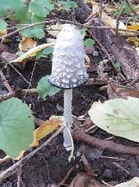 Coprinus comatus image