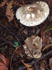 Chlorophyllum olivieri image