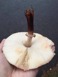 Chlorophyllum olivieri image