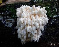 Hericium americanum image