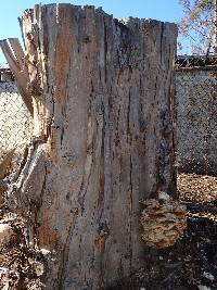 Laetiporus conifericola image