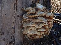 Laetiporus conifericola image