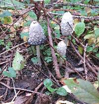 Coprinus comatus image