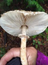 Chlorophyllum olivieri image