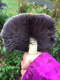 Stropharia rugosoannulata image