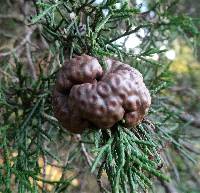 Gymnosporangium juniperi-virginianae image