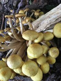 Armillaria tabescens image