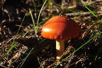 Amanita caesarea image