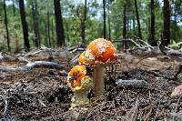 Amanita muscaria image