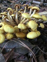 Armillaria tabescens image