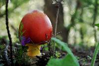 Amanita caesarea image