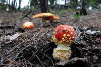 Amanita muscaria image