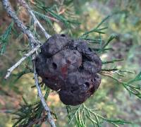 Gymnosporangium juniperi-virginianae image