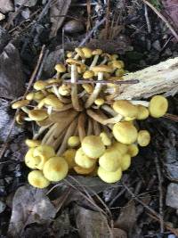 Armillaria tabescens image