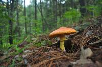 Amanita caesarea image